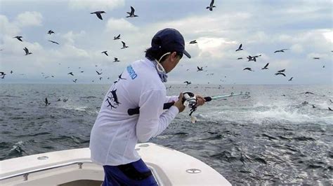 fish panama today.